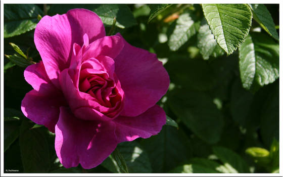 Pink Flower