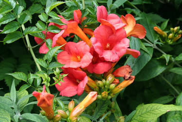 The Trumpet Vine