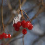 Tree with red berries.