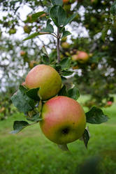 Fall Stilllife