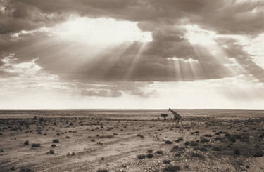 Etosha Pan, Namibia