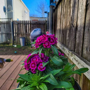 Flowers on deck