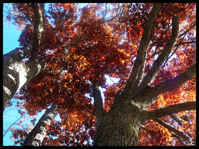 Looking Up