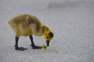 Dandelion Gosling