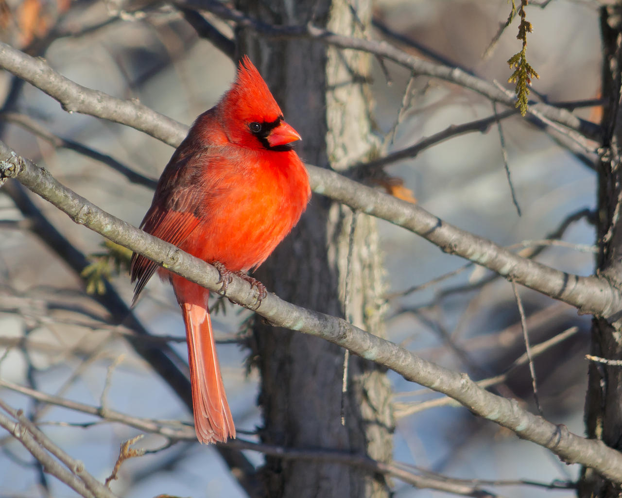 "Creating Cardinal Bird Houses for Biodiversity"