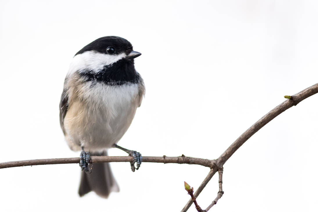 Chickadee on White by k6ka on DeviantArt