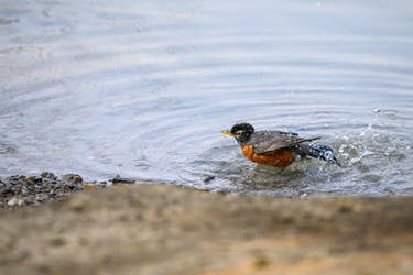 Bathing