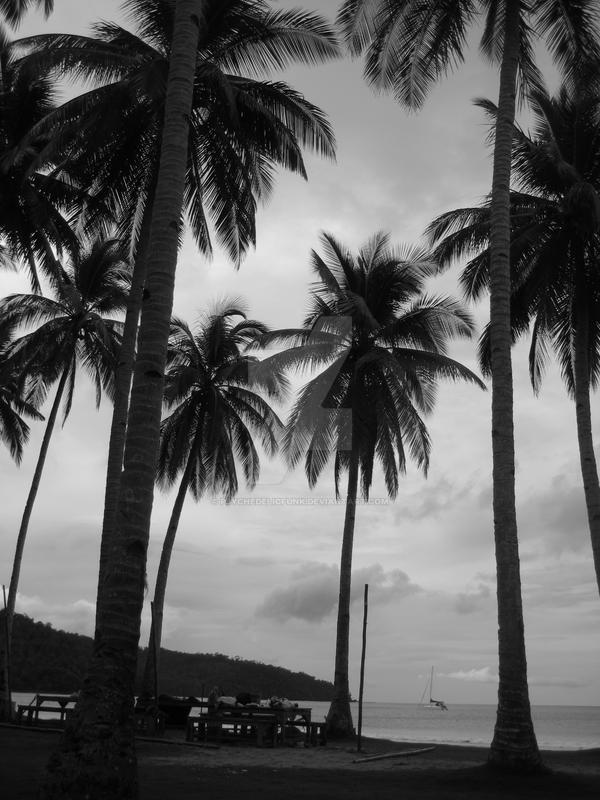 coconut trees