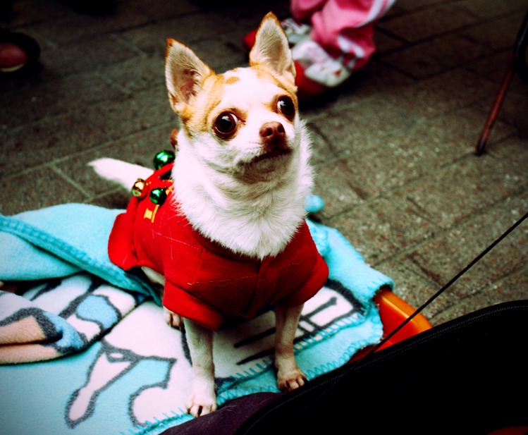 street performer's dog