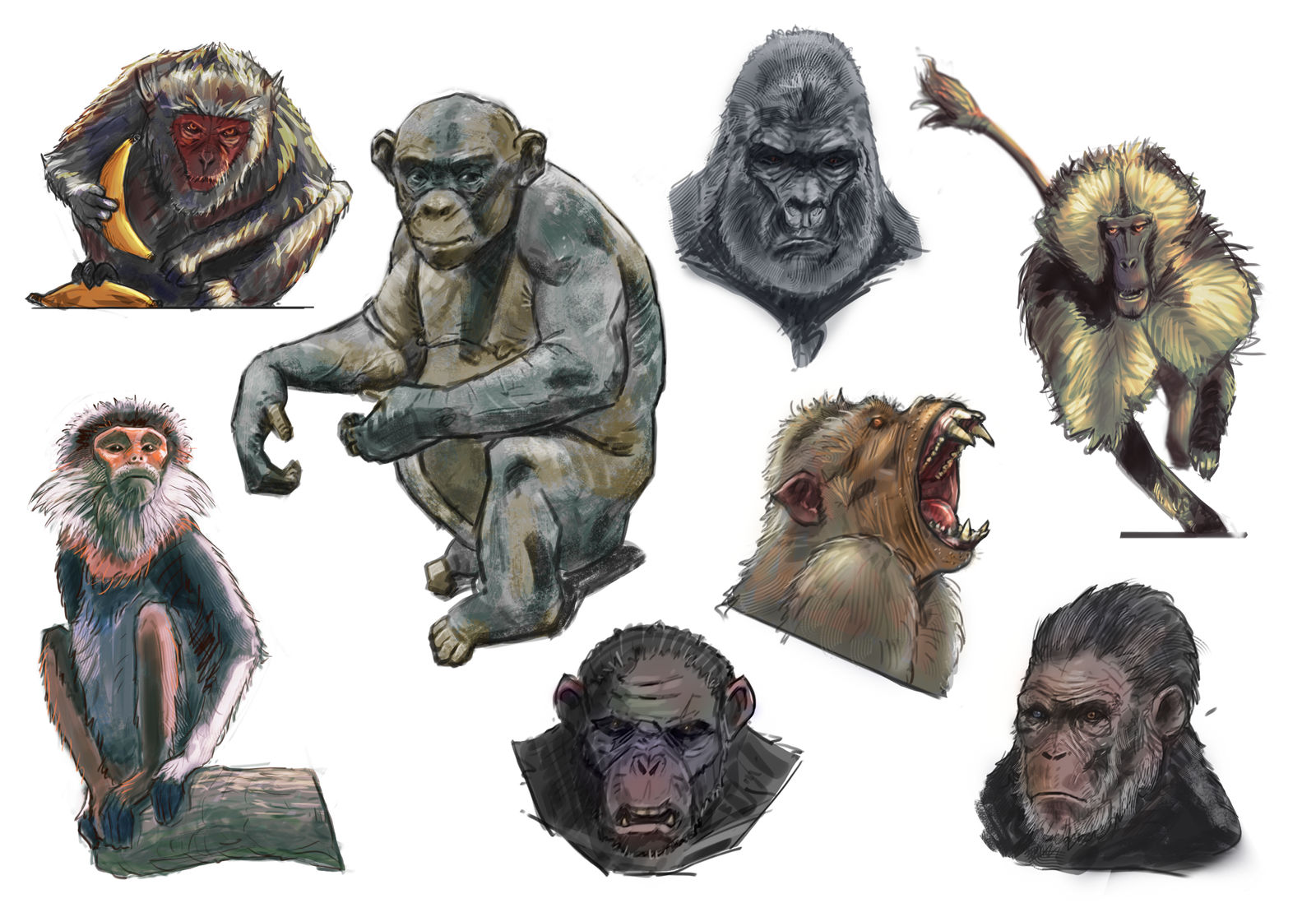 Deviantart 2007 Monkey monkey study by Cypubog on DeviantArt