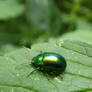 green dock beetle