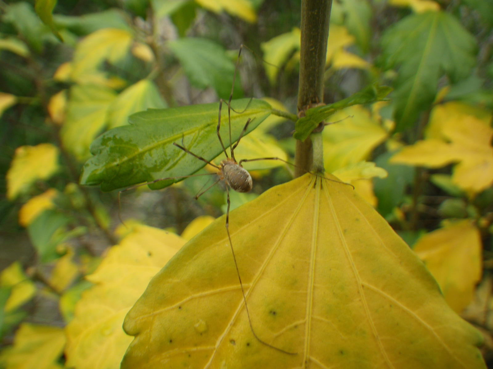 daddy-long-legs