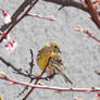 European serin f