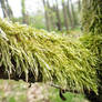 Moss on tree