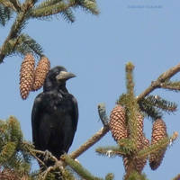 Rook with cones