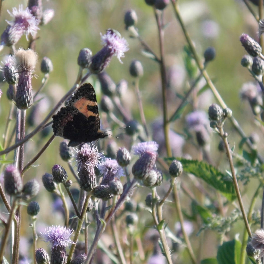 small tortoiseshell  - side