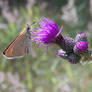 Essex skipper - side