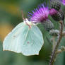 Gonepteryx rhamni  on thistle