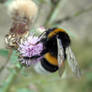 Bombus terrestris