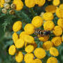 Wasp on tansy