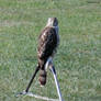 Northern goshawk