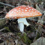 Amanita muscaria