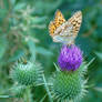 high brown fritillary - side