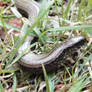 slow worm