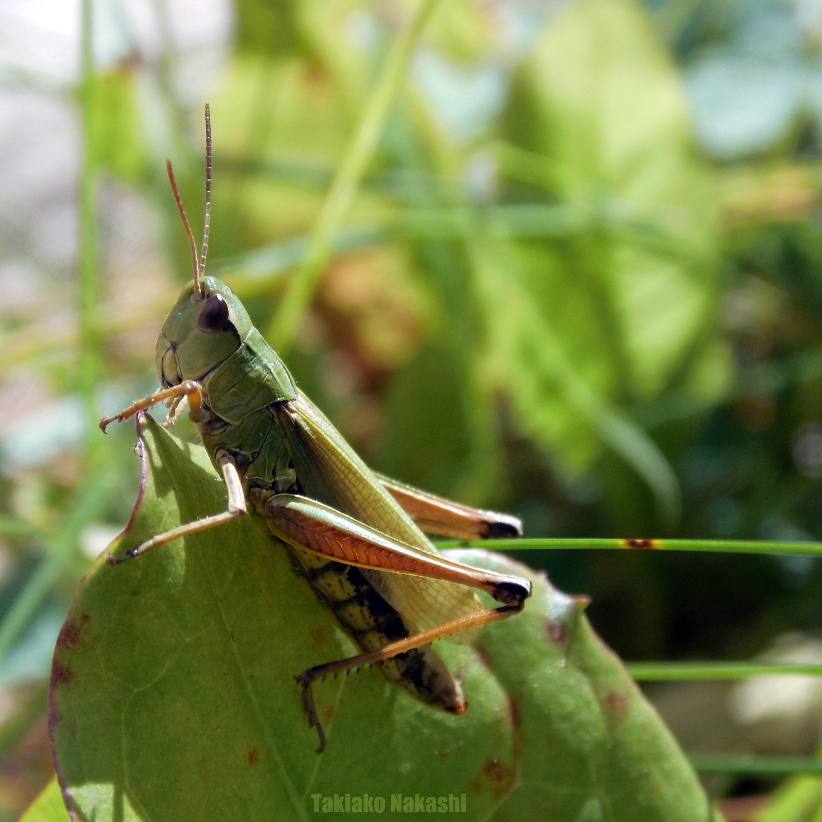 grasshopper