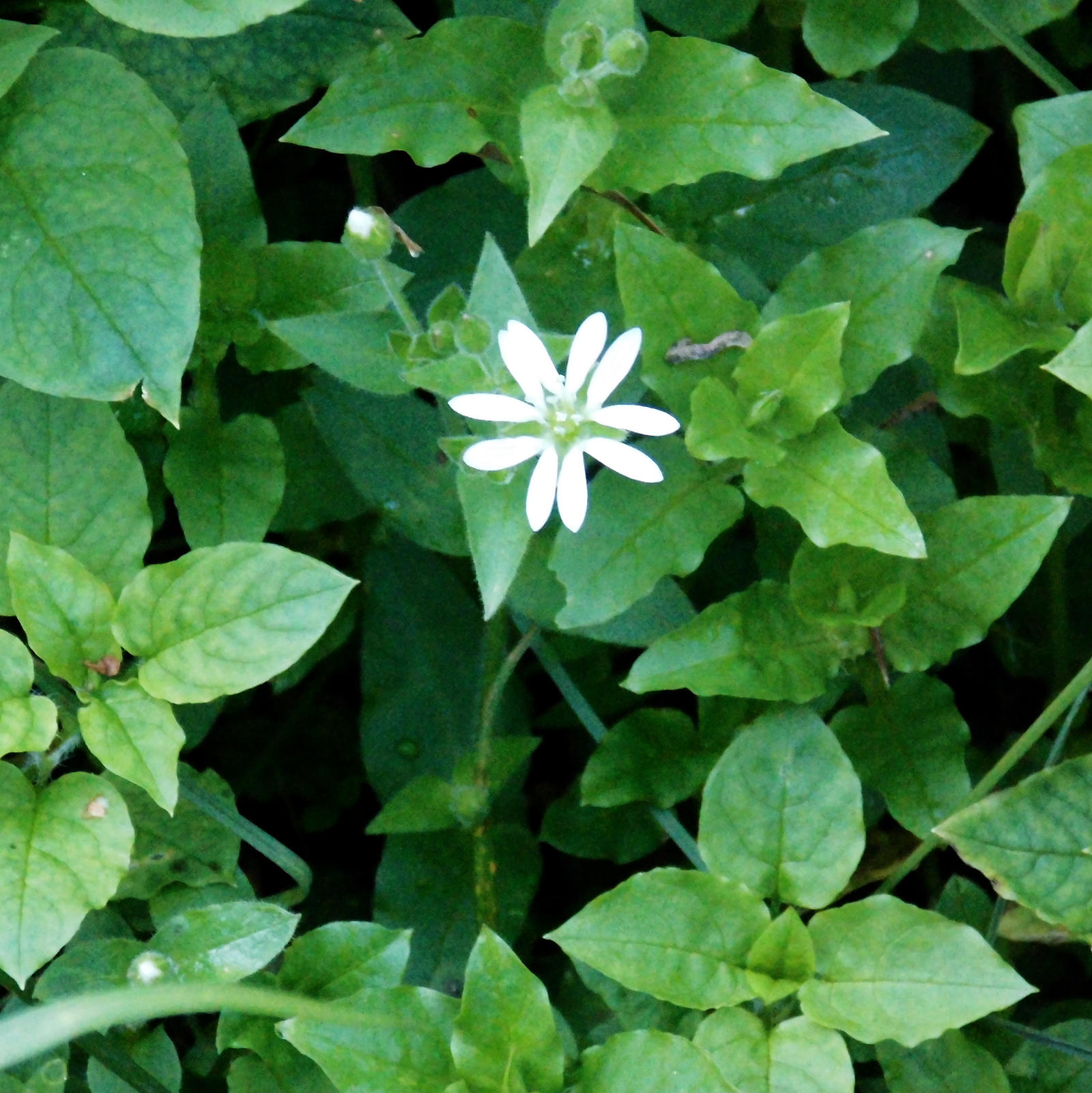 Stellaria