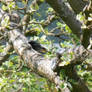 Black redstart on branch - male