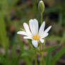 Stellaria holostea