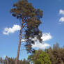 black pine