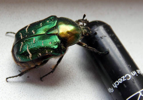 rose chafer with a marker