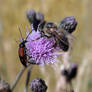 Stenurella bifasciata - side