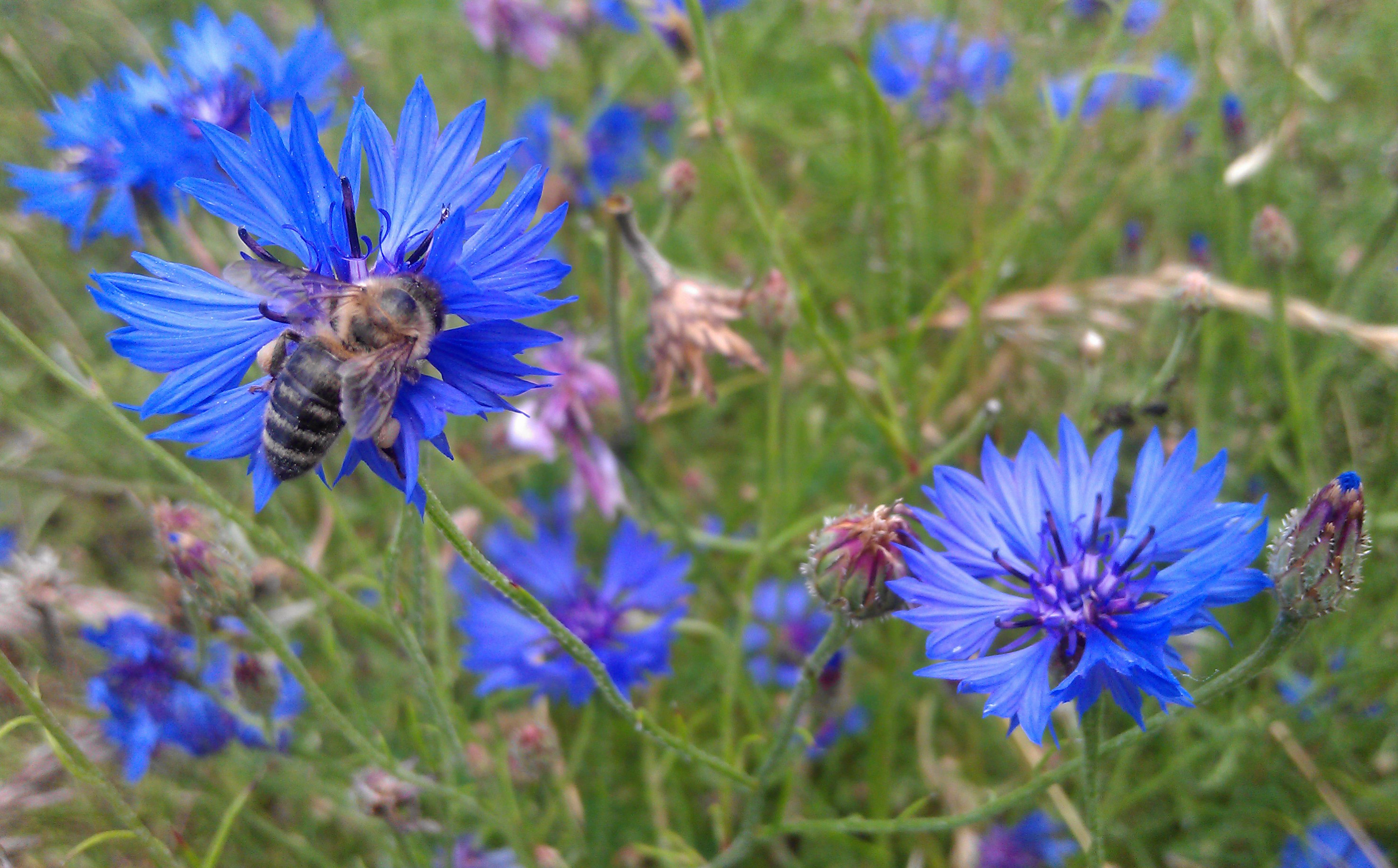 cornflowers