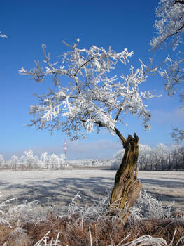 frozen black locust