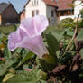 hairy bindweed