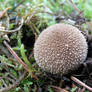 warted puffball