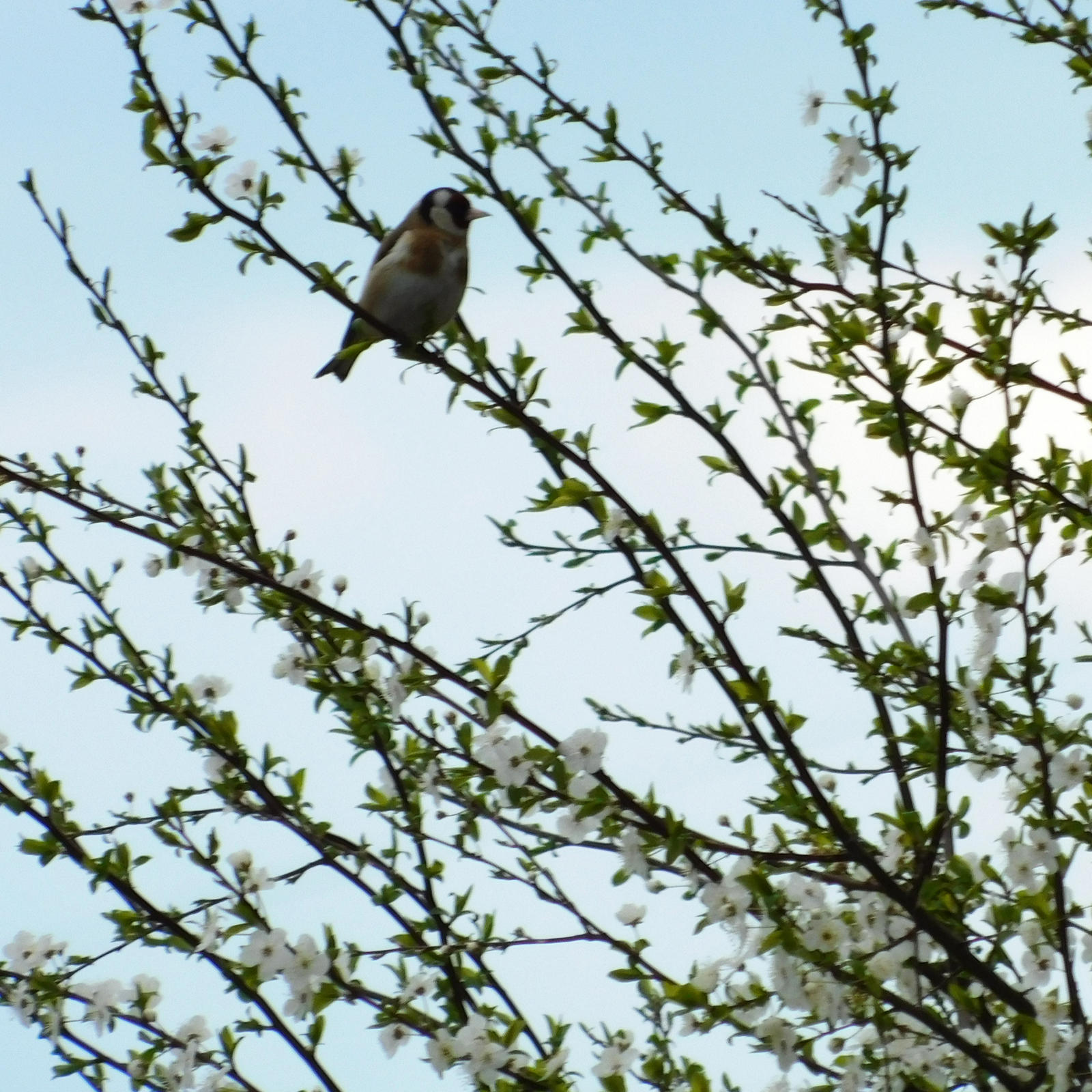 European goldfinch