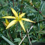 yellow star-of-Bethlehem