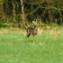 roe deer by forest