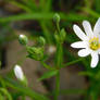 greater stitchwort blossom