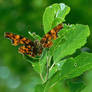 Polygonia c-album