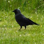 Western jackdaw