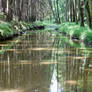 brook in forest