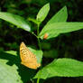 high brown fritillary