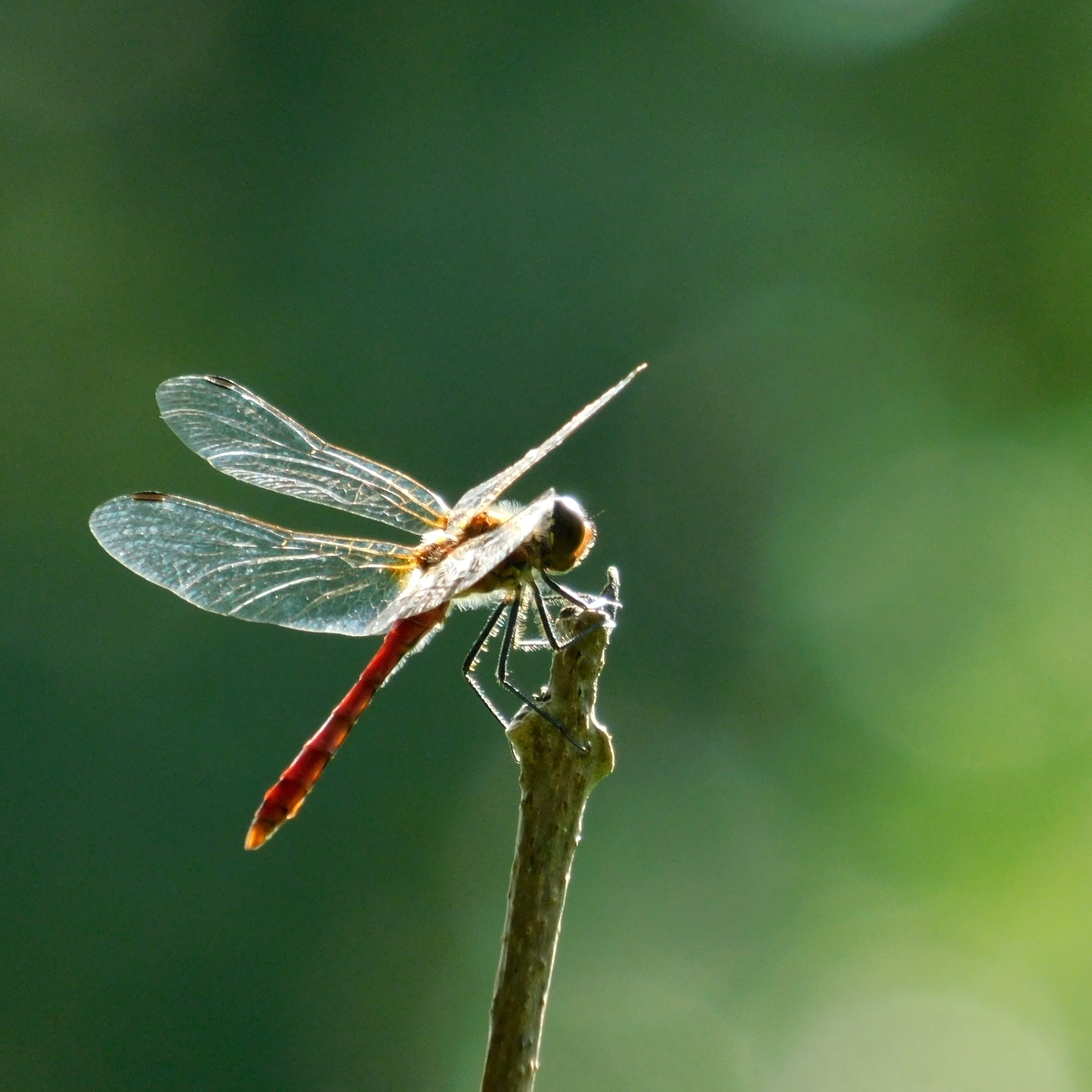 red dragonfly