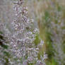 flowering grass