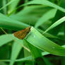 The large skipper